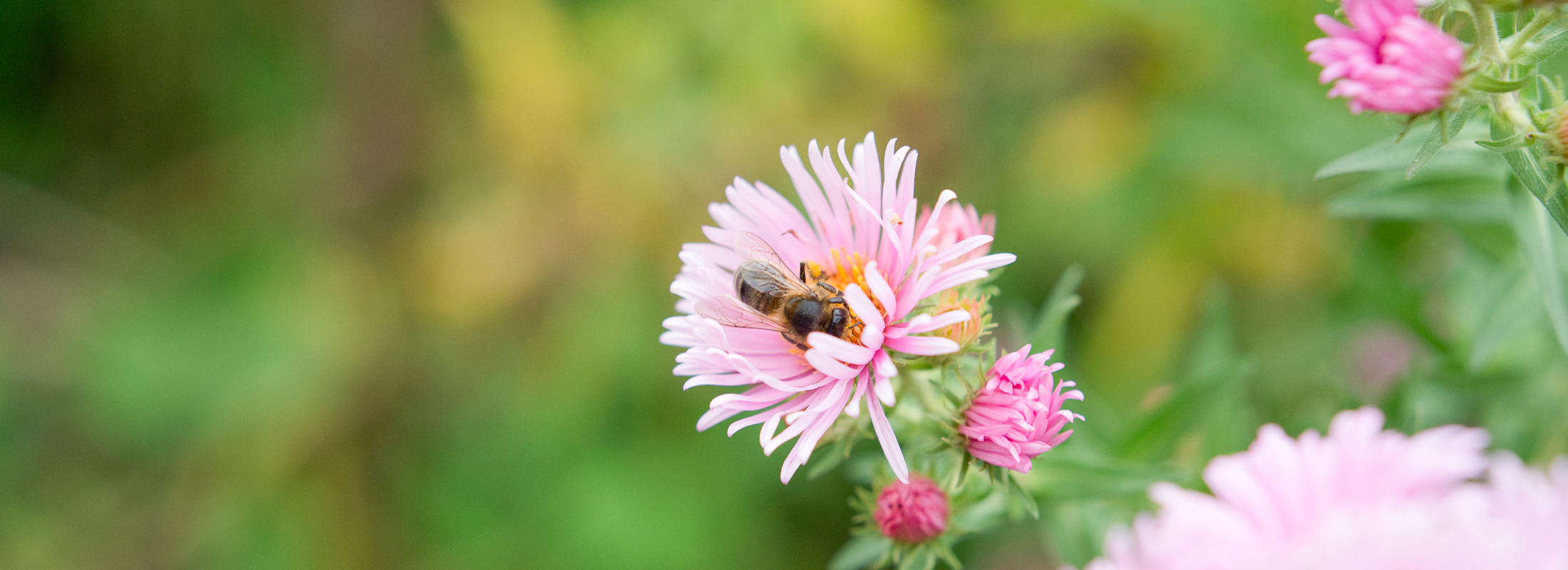 A bee sitting in a pink flower, with a background of green
