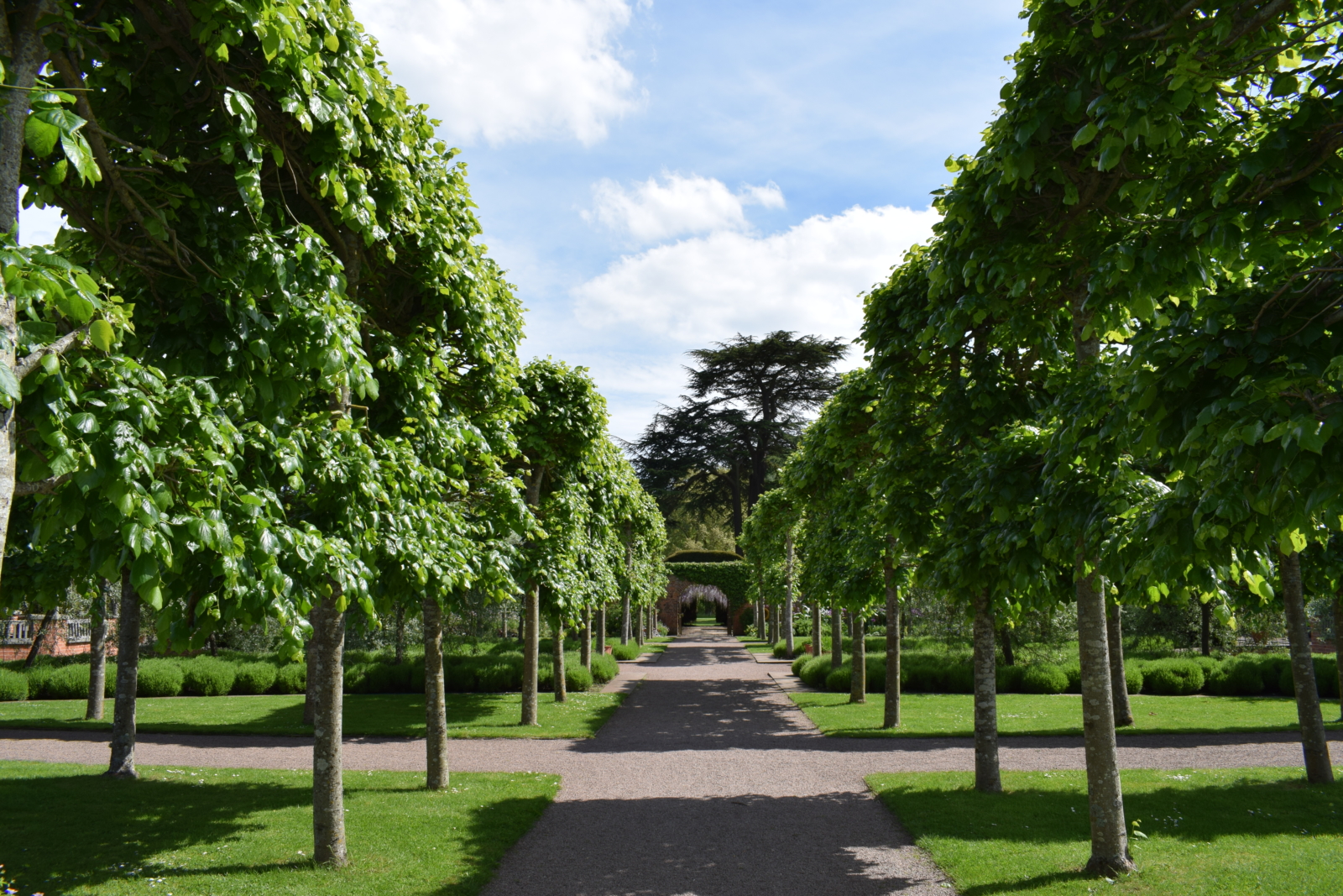 Green avenue of trees with path up the middle